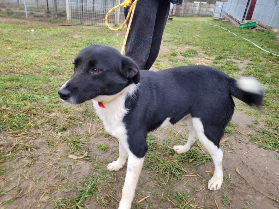 Piękny Olaf szuka domu