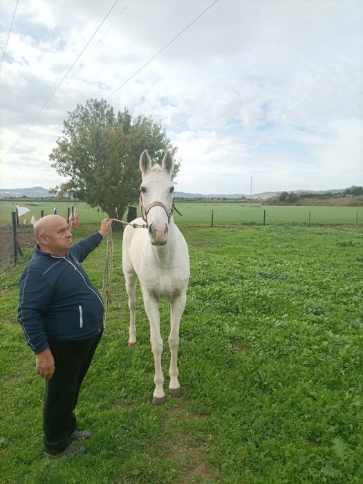 Égua 13 anos lusitana