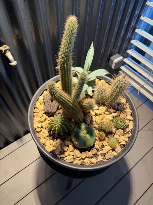 Vaso com cactos naturais