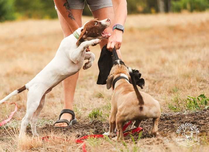 APBT Pit Bull   - White Devil - jedyne w europie