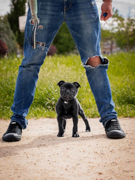 Staffordshire Bull Terrier - Suczka  FCI