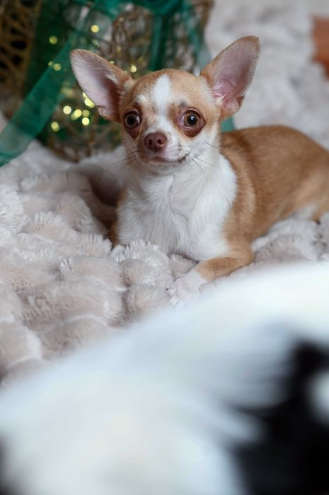 Девчонка чихуахуа в самые надежные руки