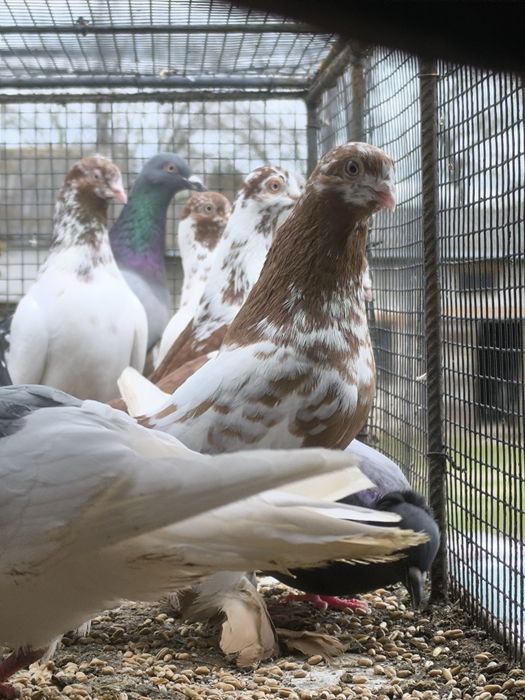 Wiedyn żółty samiec