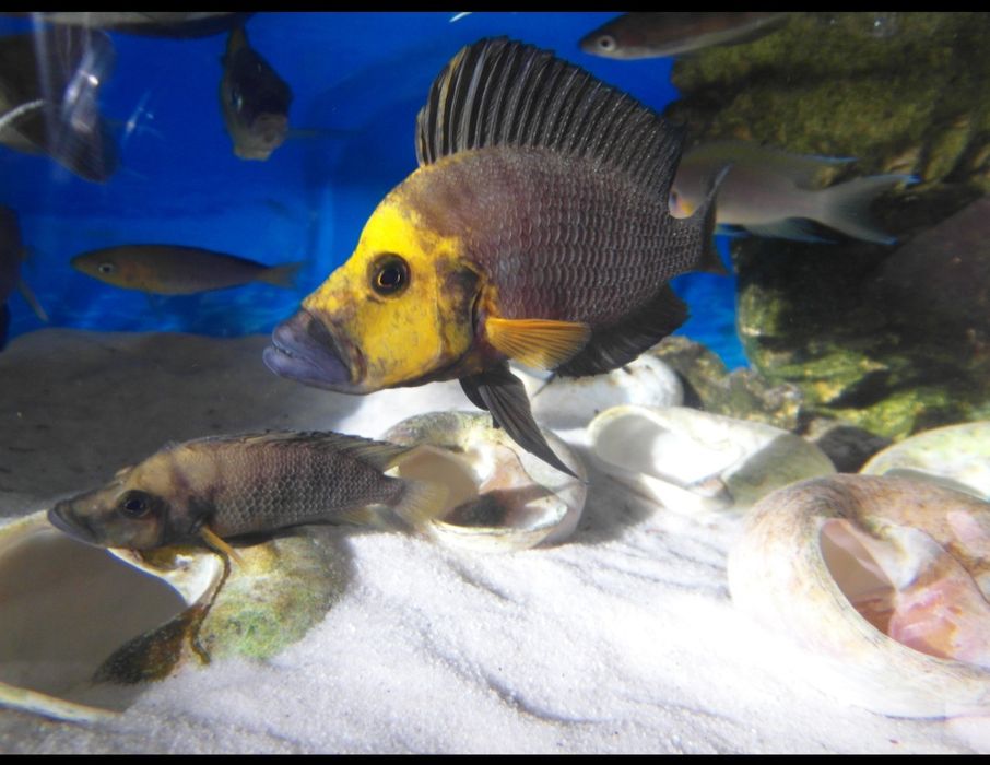 Altolamprologus compressiceps gold head muzi