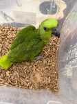 Papagaio Amazona Auropalliata