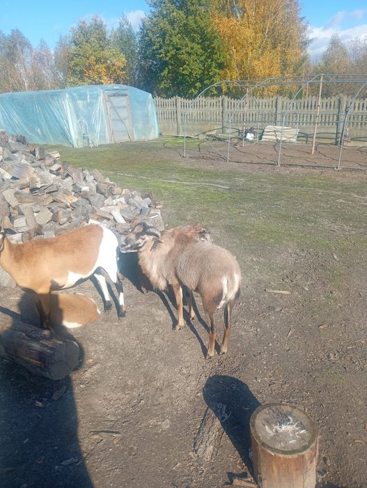 Sprzedam Barana Rasy Kameruńskiej