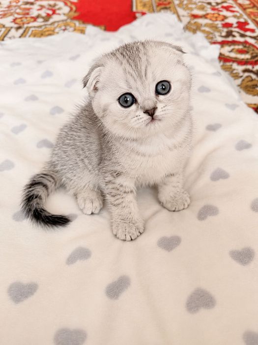 Продам котят шотландців весловухих