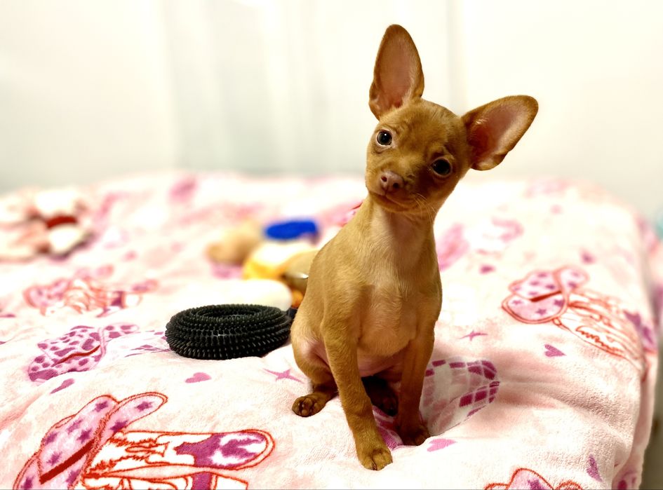 Rosyjski Toy Krótkowłosy FCI dziewczynka