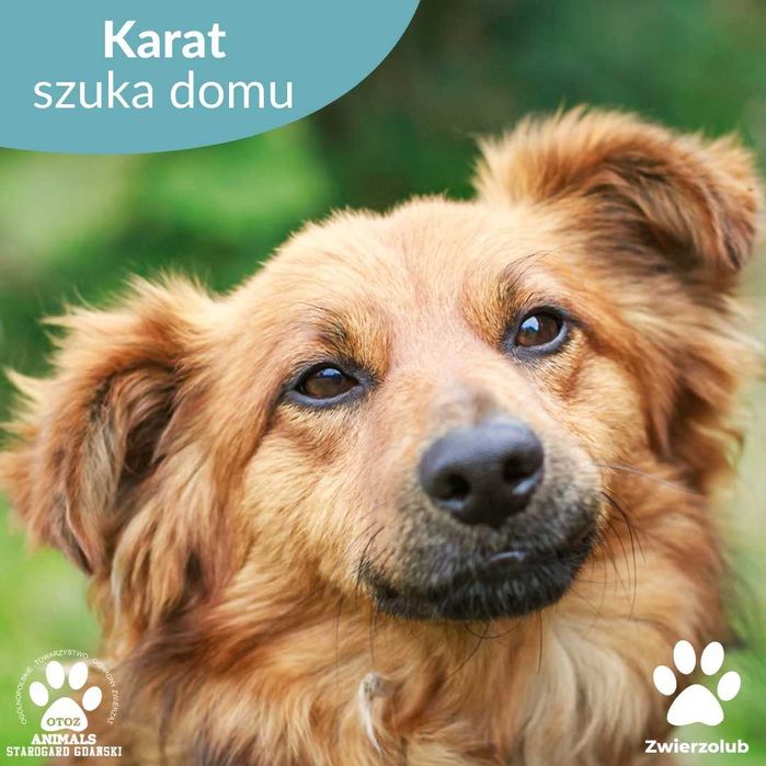 Kochany Karat czeka na kogoś kto go pokocha!