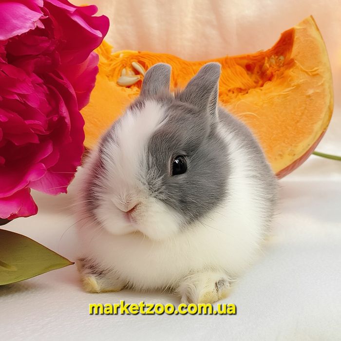 Мини кролики карликові карликовые міні mini netherland dwarf rabbit бл
