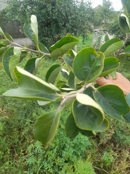 Продам саженцы хурмы а также есть плодовые деревья