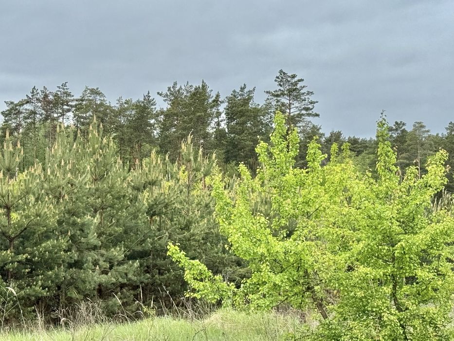 Земельні ділянки під садівництво! Вороньків!