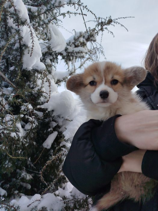 Вельш коргі малюки