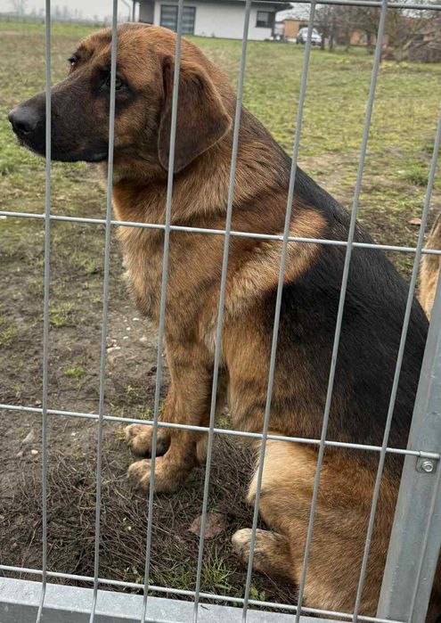 Owczarek  szuka domu schronisko Zgierz -aktualne