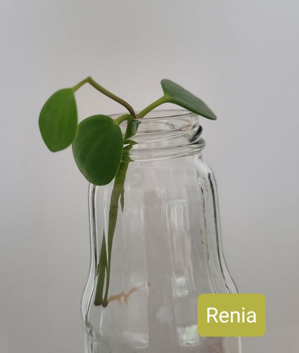 Peperomia Tetraphylla Hope ukorzeniona szczepka
