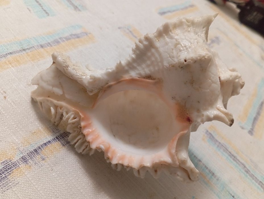 Duża muszla rozkolca (Murex ramosus, Chicoreus ramosus)