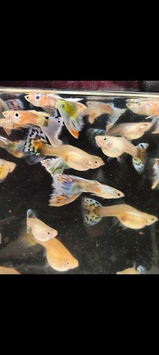 Gupik gupiki mozaika staromodna