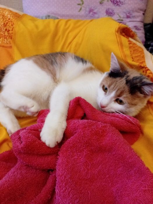 Игривая ручная кошечка, 8 мес. Стерилизована.