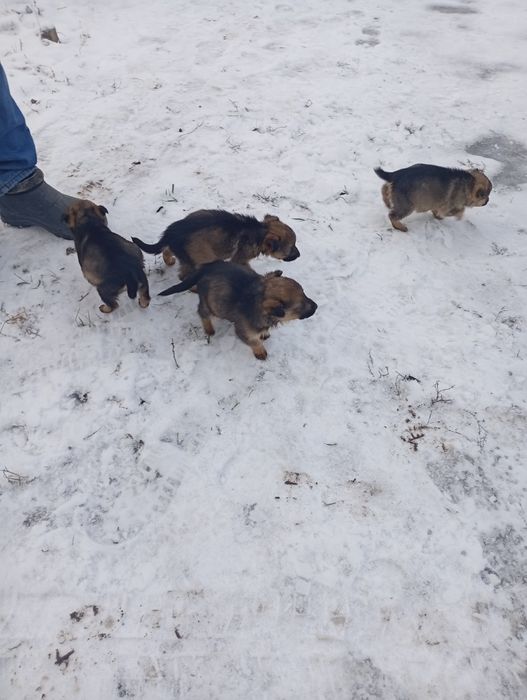 Віддам в добрі руки!