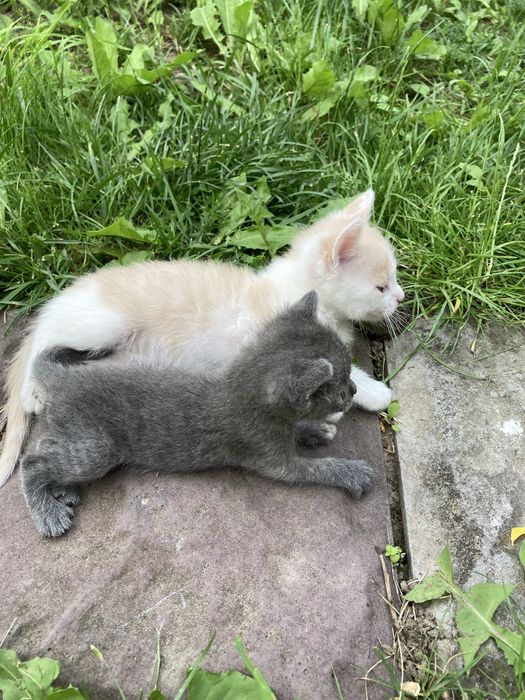 Котики та кішечка