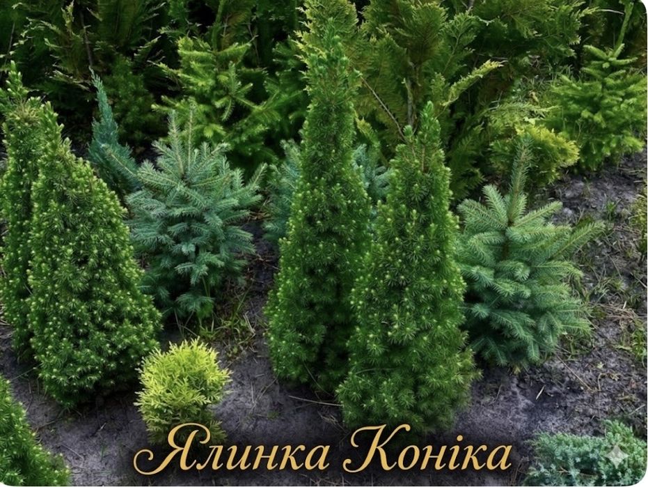 Туя Смарагд Брабант Колумна Ялівець Кипарисовик Солоницівка