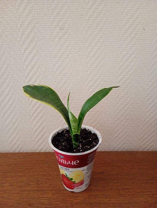 Сансевиерия лист с желтой полосой