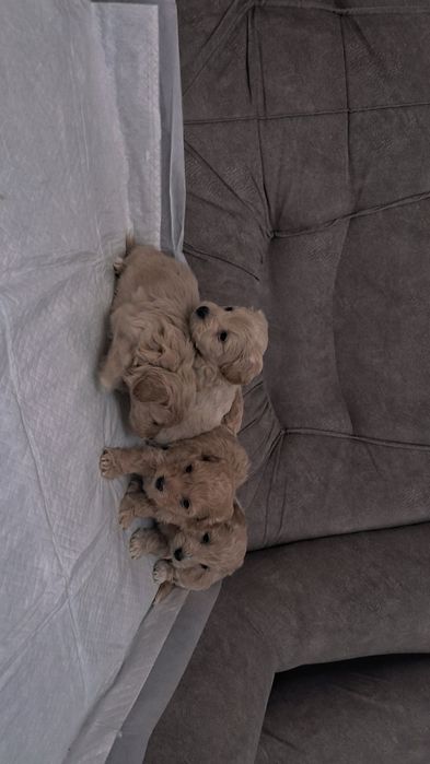 Красівих мальтіпу