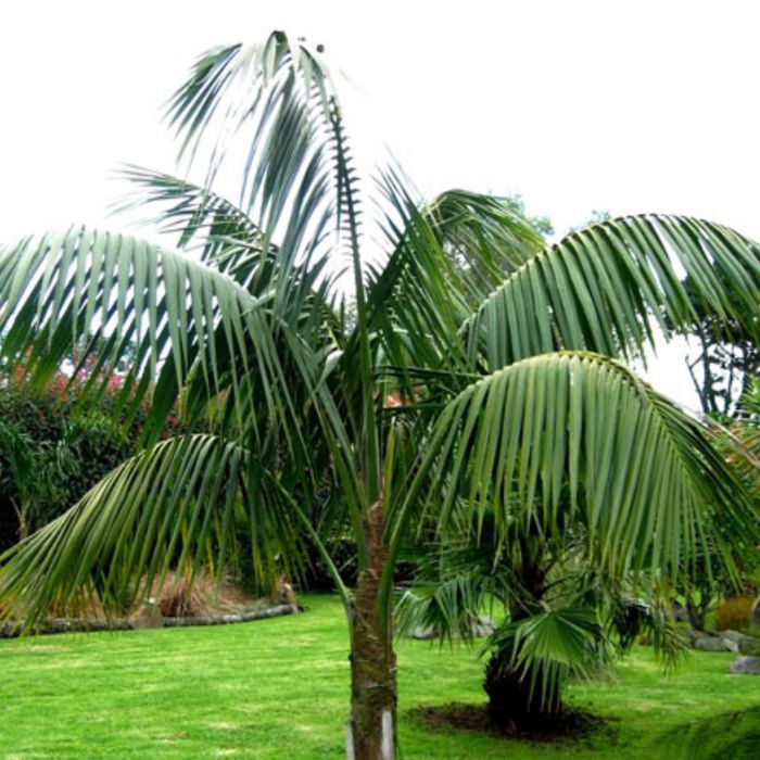 Palmeira Howea forsteriana/Kentia