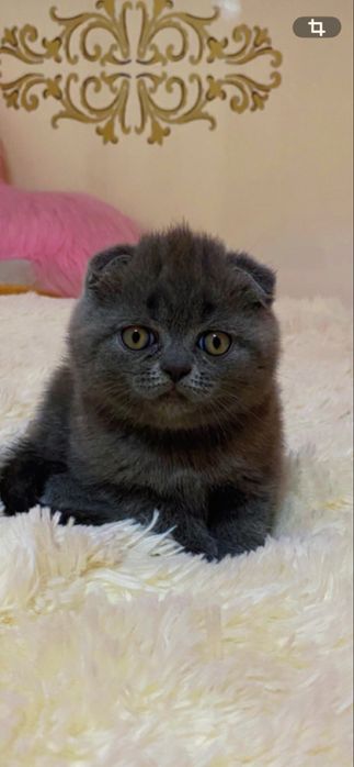 Шотландський висловухий красунчик
