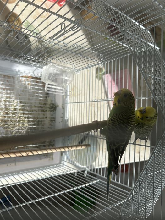 Casal de dois periquitos