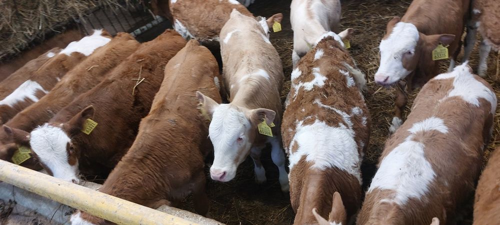 Jałówki Simental BB Cielaki Mięsne Opasy Odsadki Żarłaki Odsadki