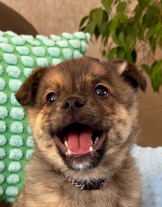 Agat - mały koleżka do adopcji!