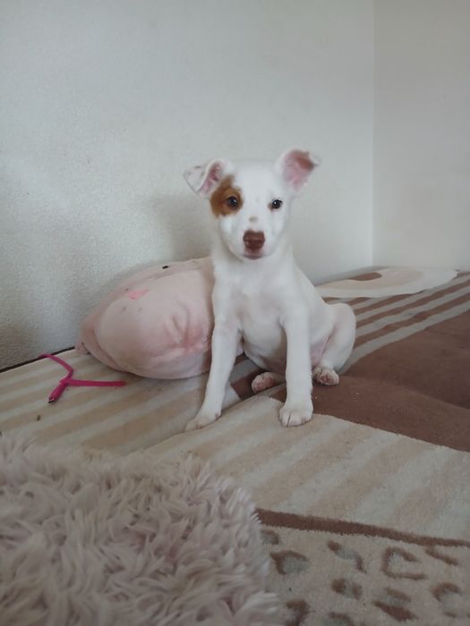 Wesoła suczka Jack russell  terrier