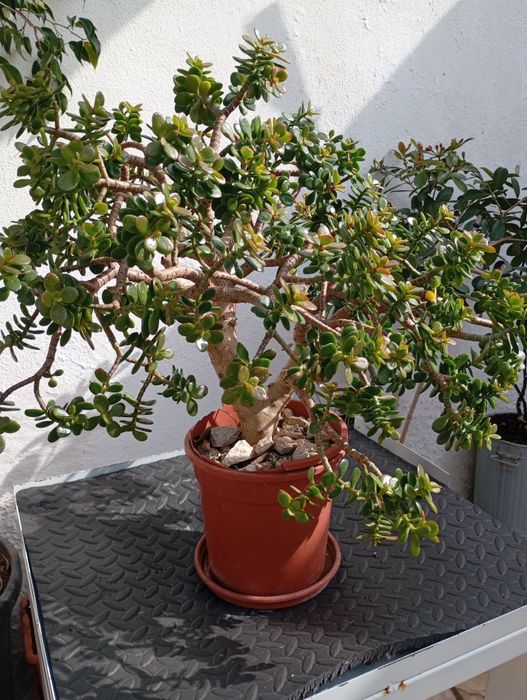 Crassula ovata minor