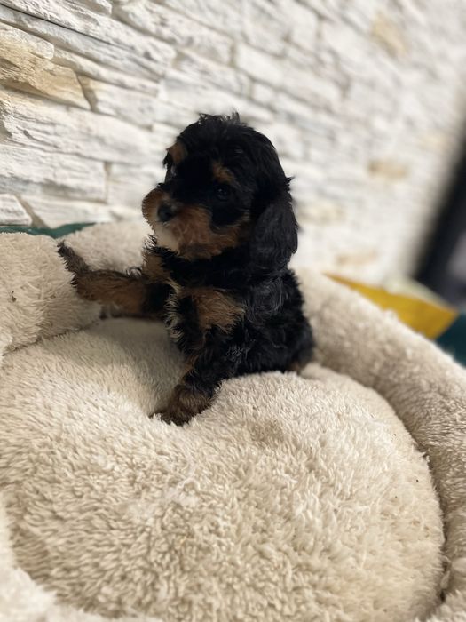 Cavapoo cavalier pudel sunia