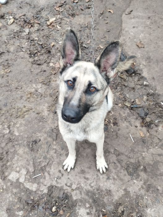 Отдам собаку в хорошие руки