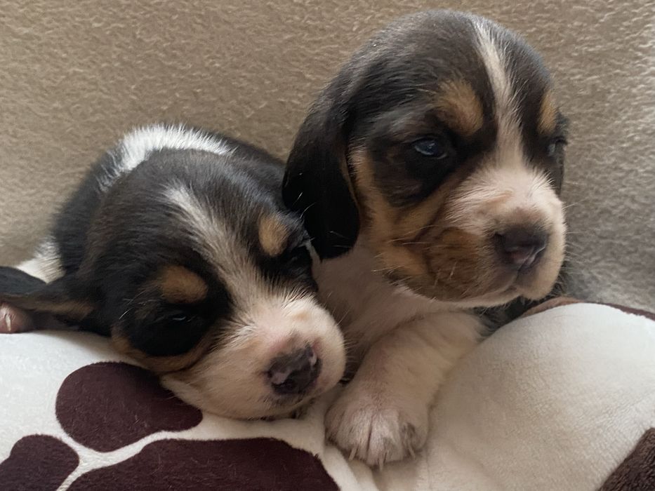 Малятка, біглятка.