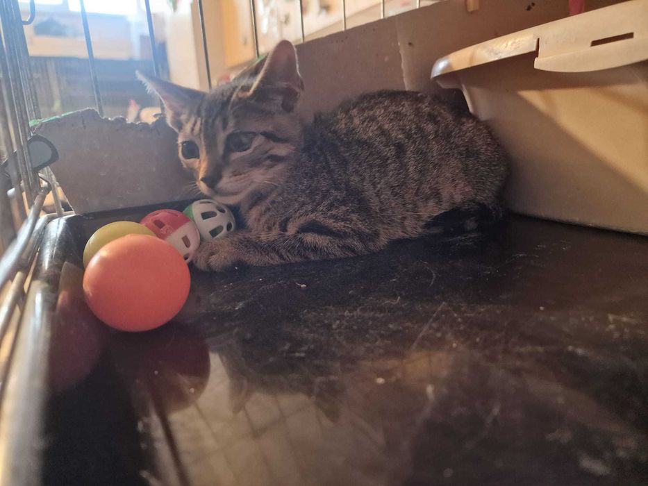 Gato Bebé para adoção consciente