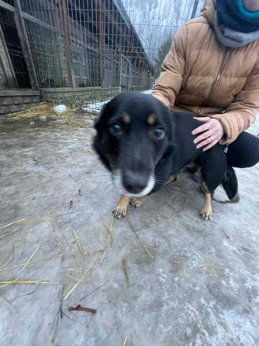 Lejek szuka domu schronisko Zgierz -aktualne