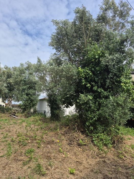 3 oliveiras Centenárias