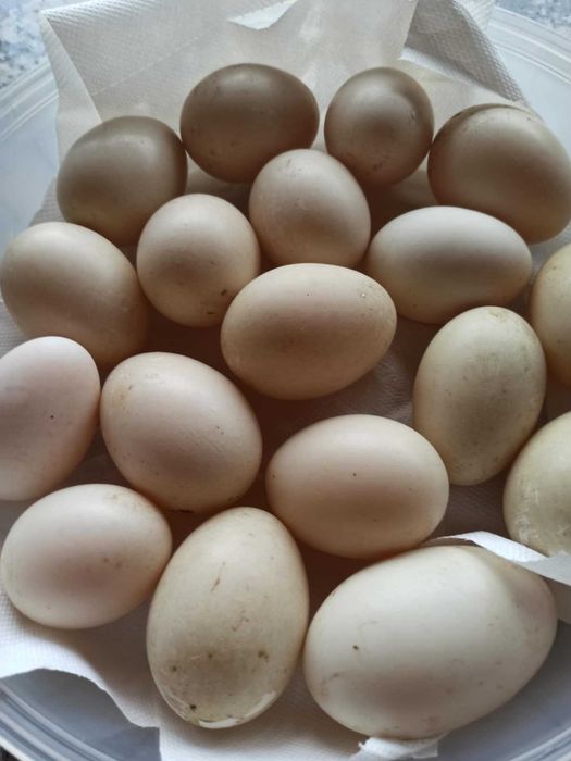 ovos de pata galados  ( dúzia)