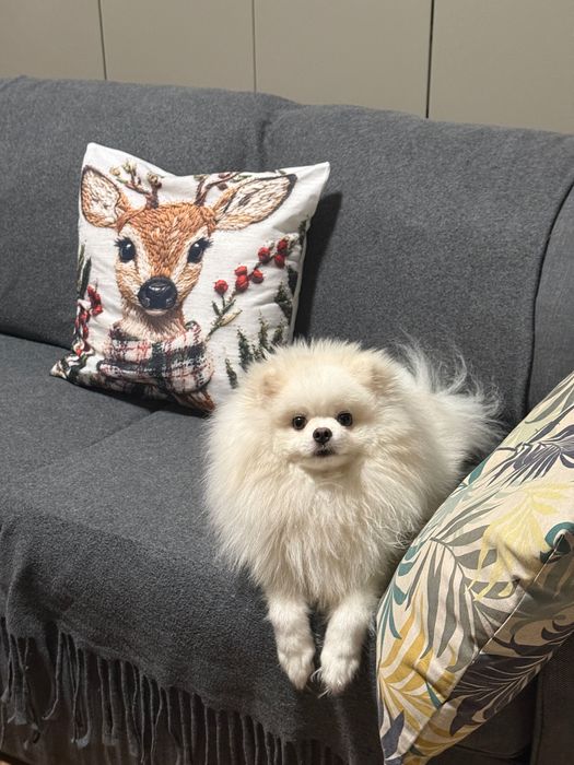 Reproduktor szpic pomeranian, Kalisz. Usługa krycia suni. Dopuszczenie