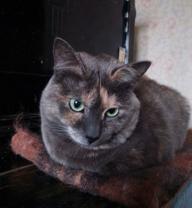 Отдам даром в добрые руки зеленоглазую трехцветную кошечку