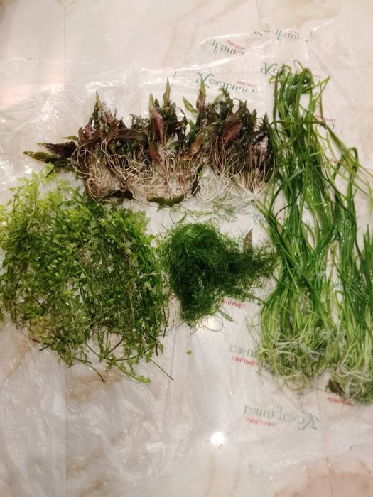 Акваріумні рослини