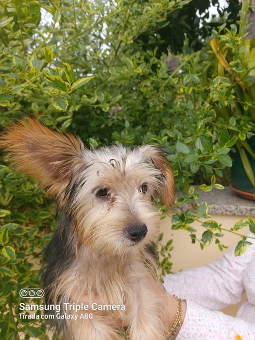 Linda menina  Yorkshire terrier