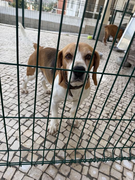 Beagle puro tricolor 6 anos para adoção