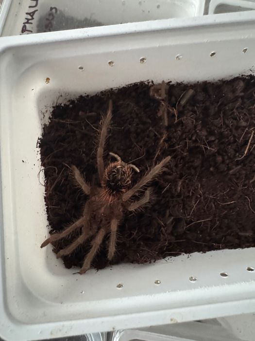 Xenesthis immanis L4