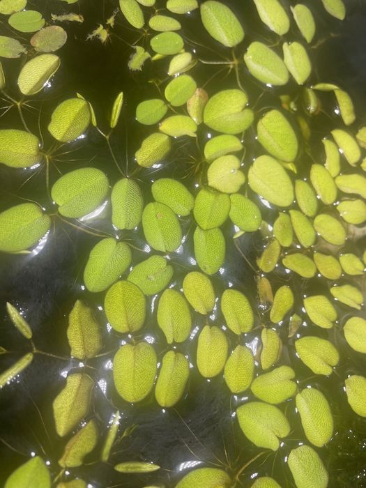 Planta flutuante - Salvinia auriculata