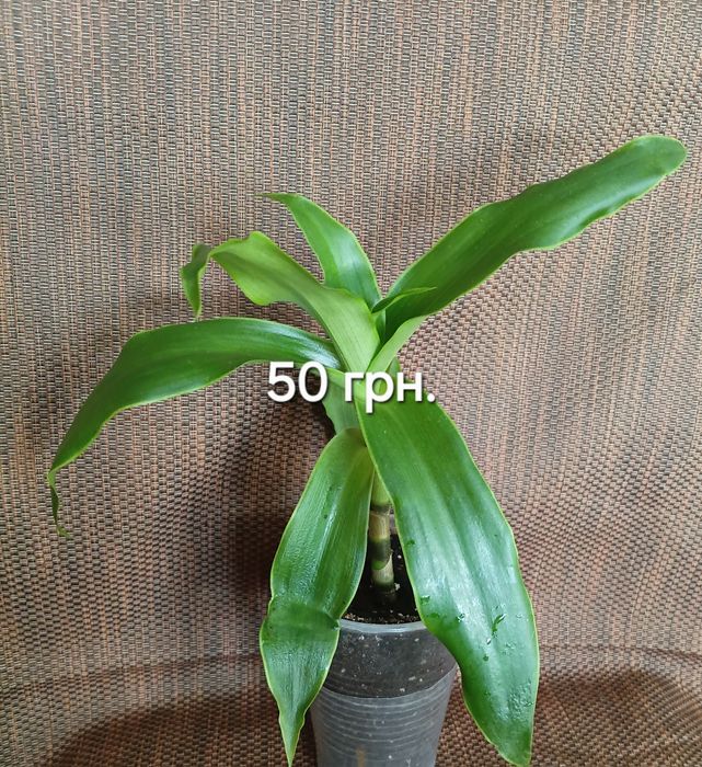 Золотой ус или Коллизия.