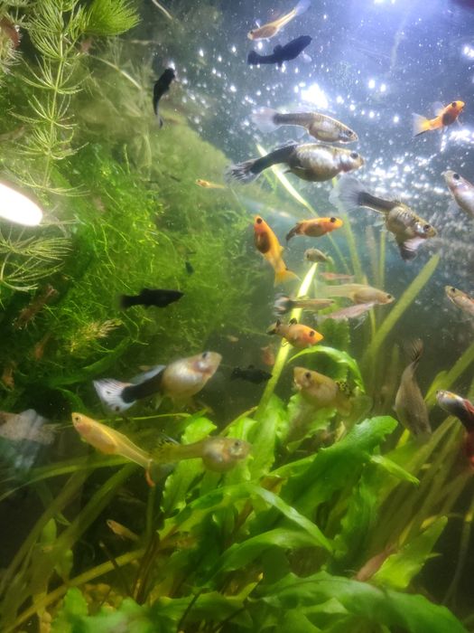 Rośliny Rybki Akwariowe głupiki glonojady rogatek krewetki